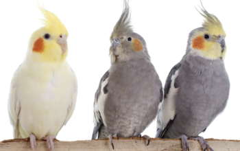 Vente de perroquets,perruches, cages et accesoires