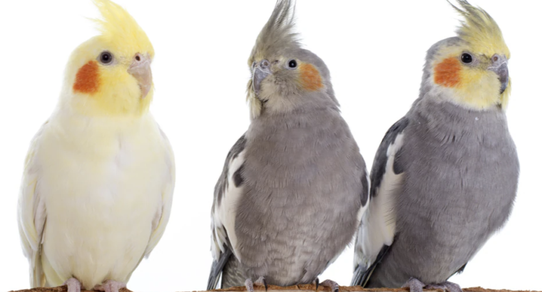 Vente de perroquets,perruches, cages et accesoires