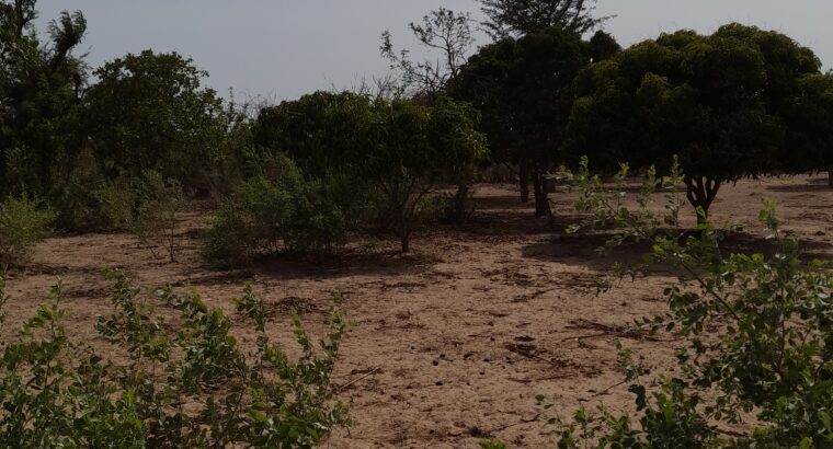 DES LOTS DE TERRAINS 300 M² A MBOUR