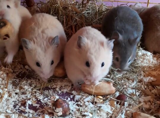 Hamster à vendre