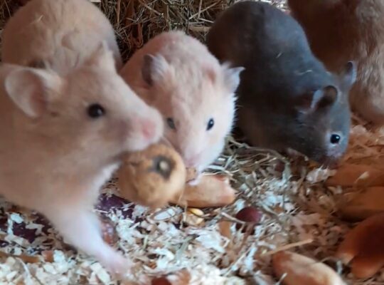 Hamster à vendre